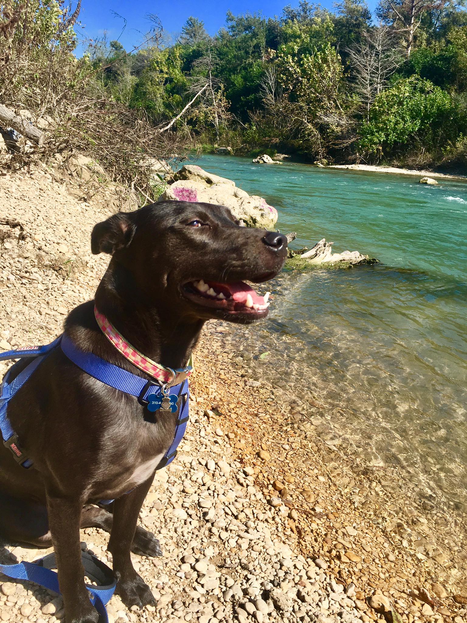 Lulu in San Marcos, TX