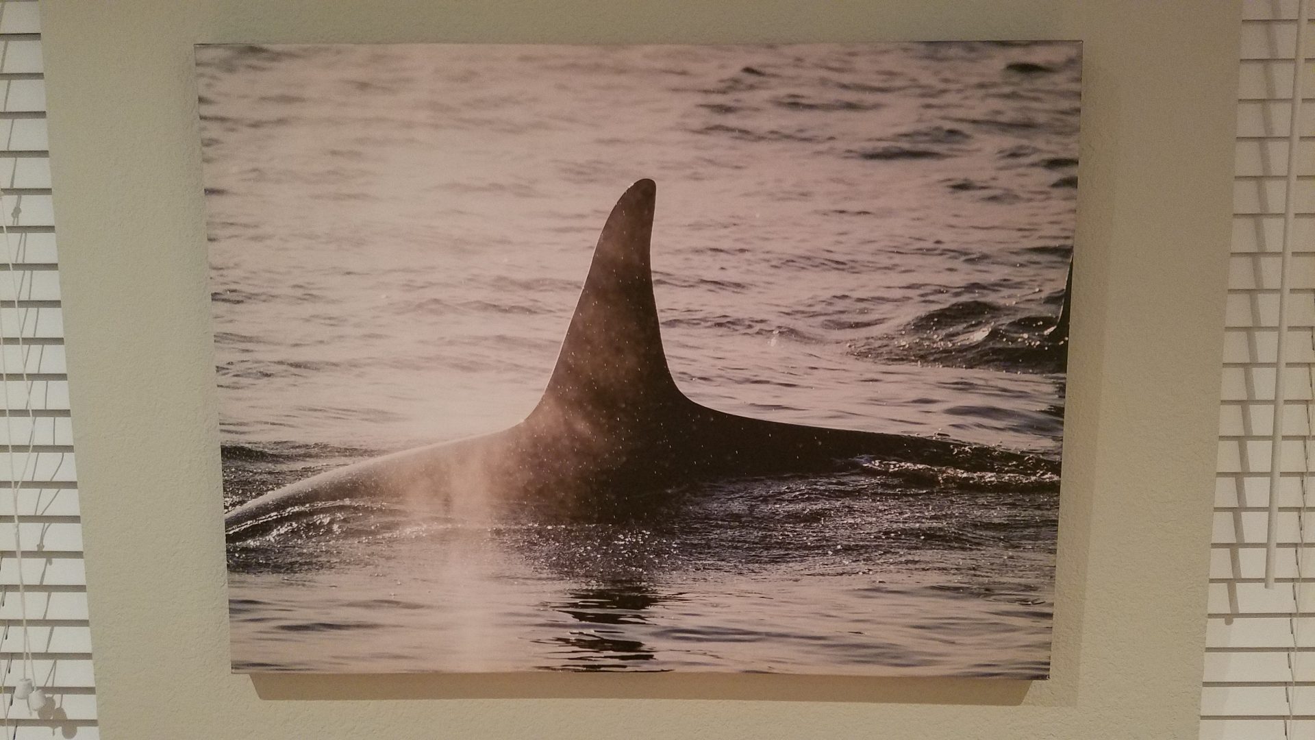 Southern Resident Orca