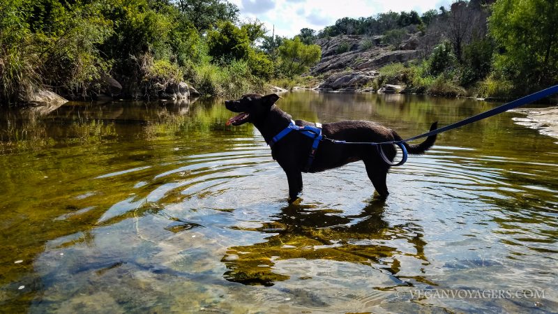 Lulu wading in one of the pools