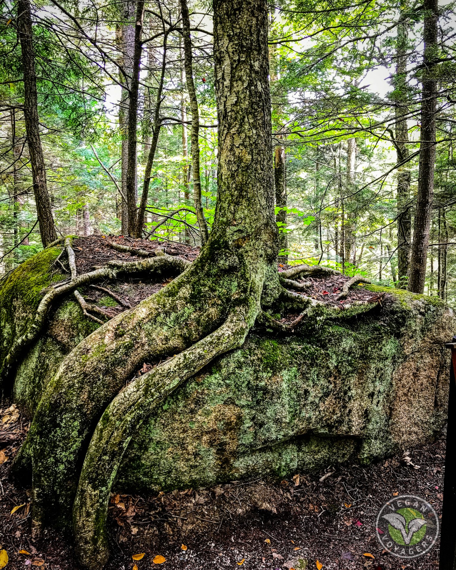 flume-gorge-tree-growing-in-rock - Vegan Voyagers