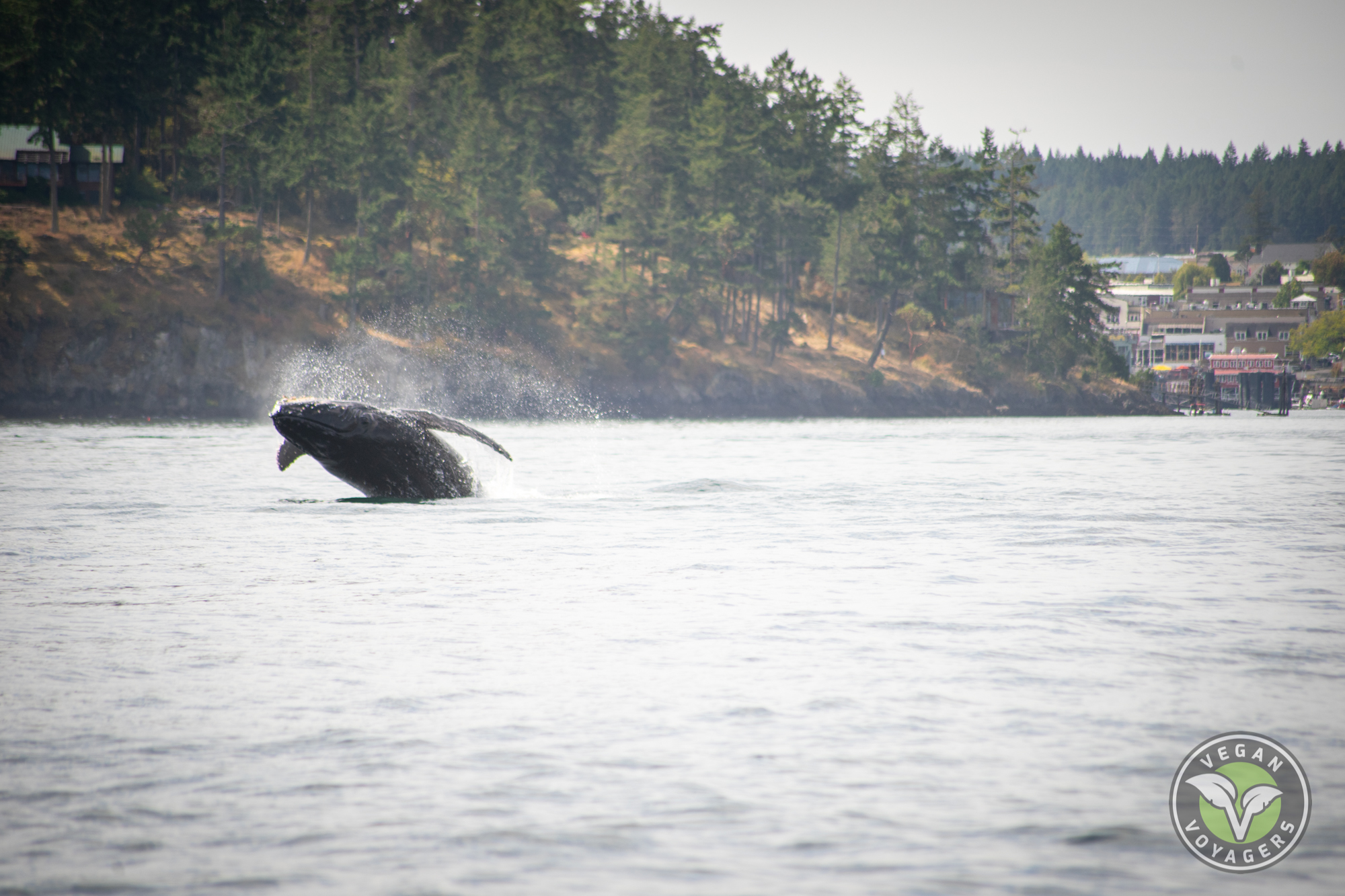 Media Campaigns | Humpback Whale Breaching