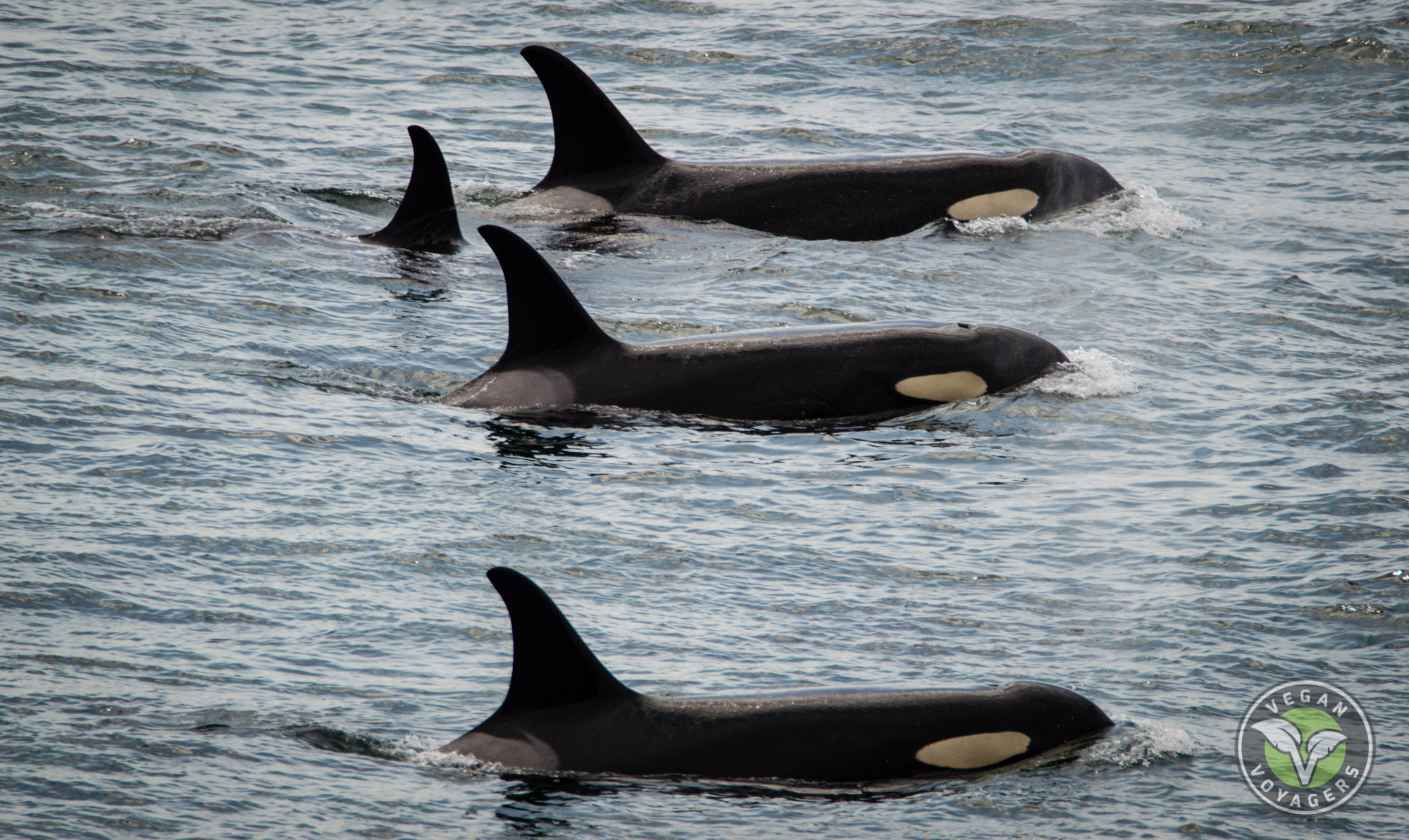 Media Campaigns | Orca